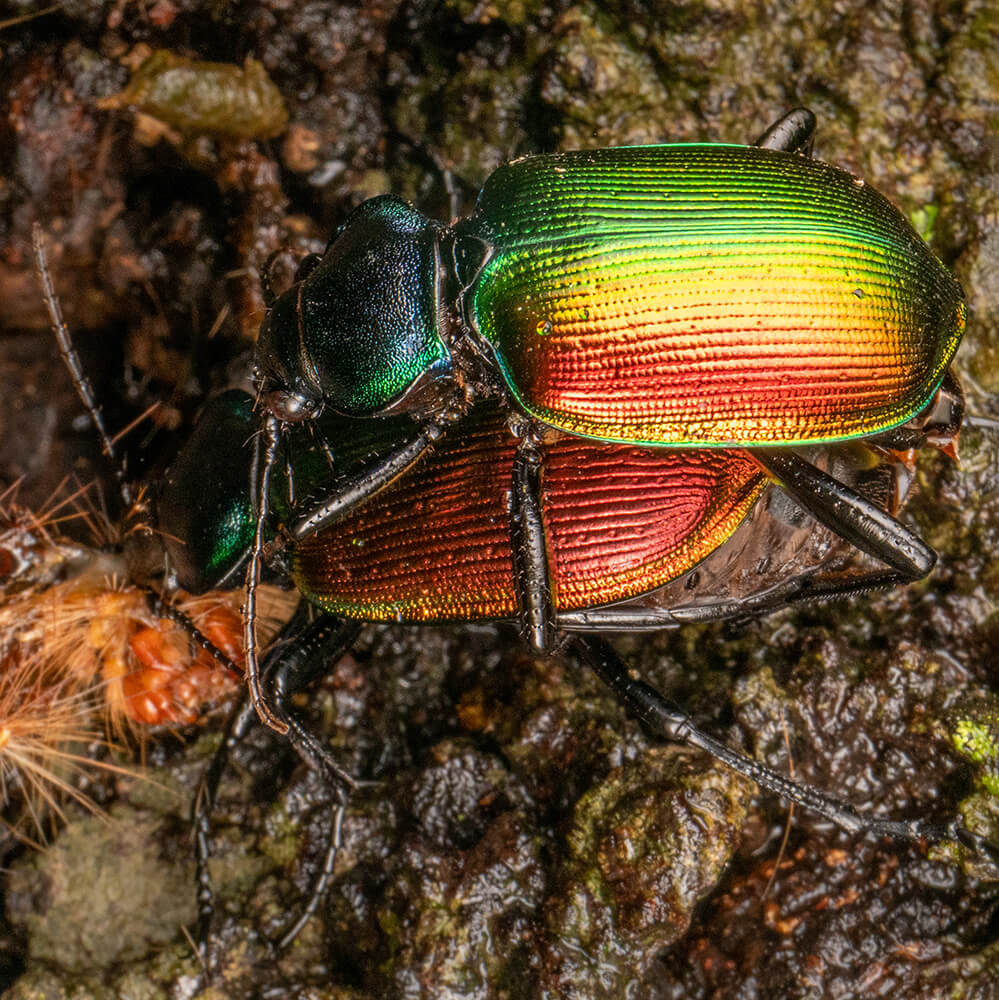  AstrHori 28mm f/13 Macro Probe Lens Fullformat för Sony E